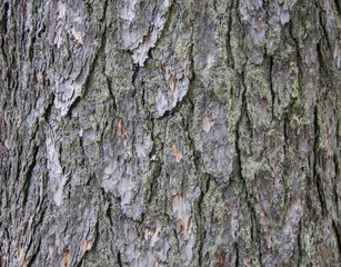 juniper bark texture