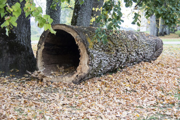 wood cavity in autumn with colored leaves of background
