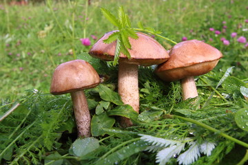 Boletus in the grass in the forest. Search and collection of mushrooms in the forest. Healthy and tasty food.