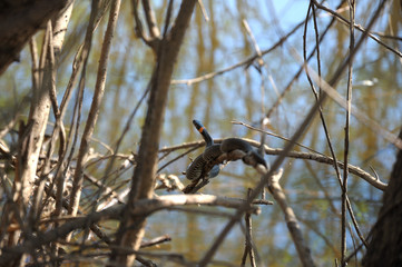 Змея