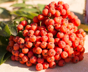 rowan berries