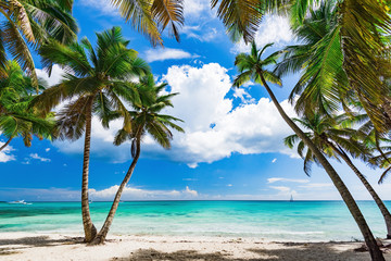 Panele Szklane  Karaibska plaża palmowa