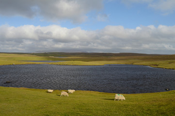Typical day in Shetland, sheep and landscape