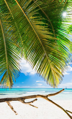 Fototapeta na wymiar Caribbean palm beach
