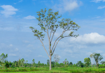 Obraz premium Dipterocarpus intricatus Dyer. The tall of tree in the middle of lush fields.