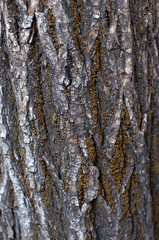 Obraz premium Texture of the old bark. Background texture of a wooden background.
