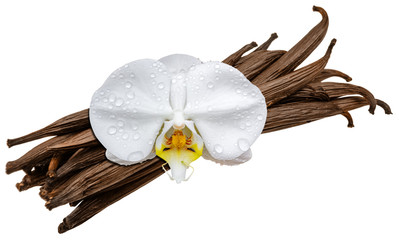 orchidée blanche sur gousses de vanille en botte, fond blanc