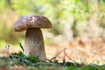 Boletus close-up growth in sunny wood
