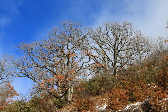 downy oak or pubescent oak tree, branch and trunk in winter