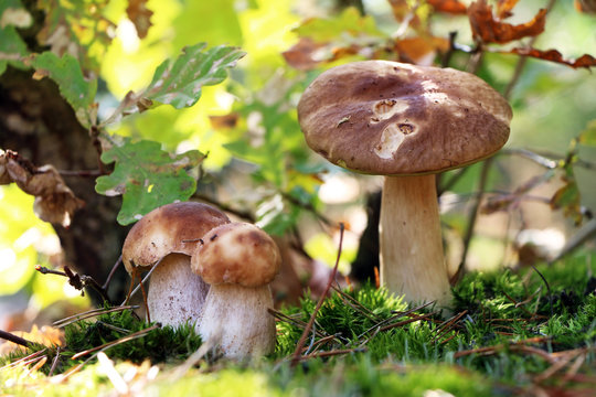 three boletus mushrooms under an oak