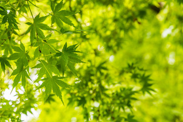 Fototapeta premium Green maple leaves