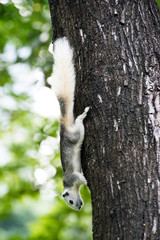Cute grey squirrel eating in the park