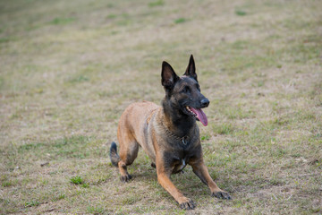 Belgian Shepherd dog lying down outdoors in summer