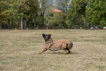 Belgian Shepherd on agility competition, jumping outdoor