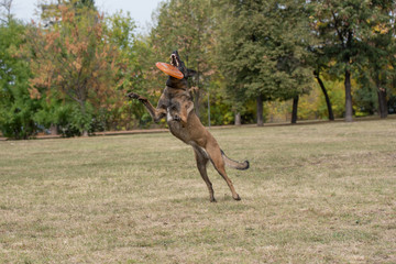 Belgian Shepherd on agility competition, jumping outdoor