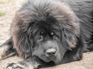 Fototapeta premium Portrait of young beautiful Tibetan Mastiff outdoor