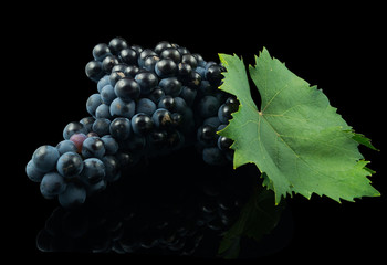 Uva Tempranillo con hoja sobre fondo negro