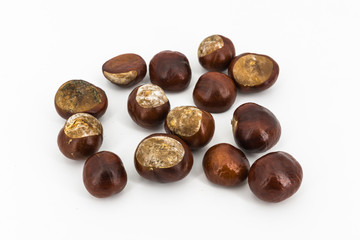 chestnuts