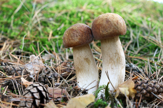 two long white mushrooms in wood
