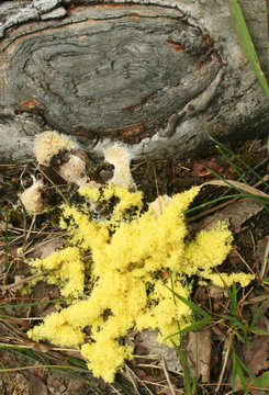 Species of plasmodial slime mold, Fuligo septica, also commonly known as scrambled egg slime or dog vomit slime mold.