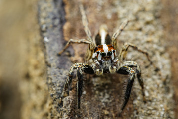 Image of Jumping spiders(Plexippus paykulli) on nature background. Insect. Animal