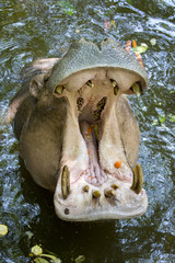 Image of a hippopotamus on the water. Wild Animals.