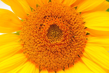 Sunflowers on a white background