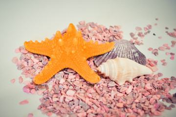 one or a set of several different shells and starfish on a small pink stones