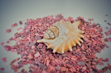 one or a set of several different shells on a small pink stones