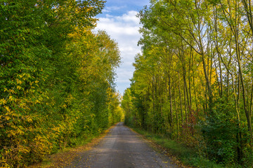Obraz premium Straße entlang von bunt gefärbten Bäumen im Herbst