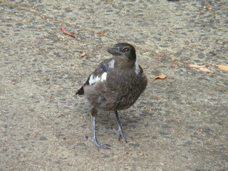 Magpie