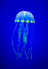 Real jellyfish on a blue background