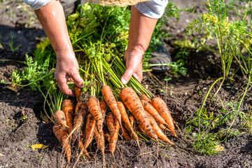 Farmer holding a carrots from the soil, vegetables from local farming, organic produce harvested from the garden, fall harvest - obrazy, fototapety, plakaty