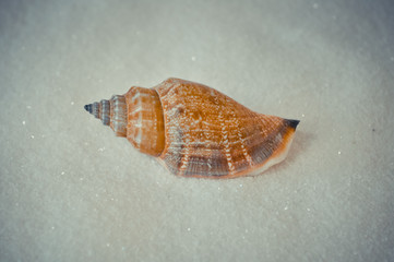 one interesting shell on white sand