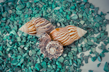 a set of several different shells on a green stones