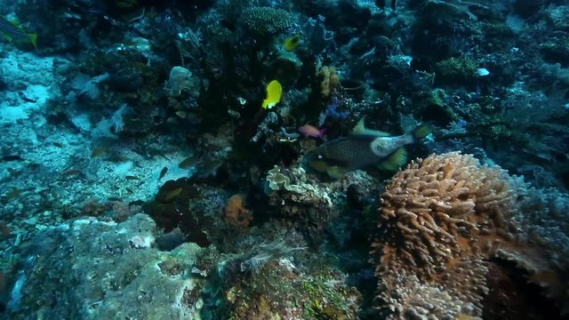 Triton triggerfish eating coral surrounded by other reef fish