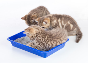 cat kittens in toilet tray box with litter isolated