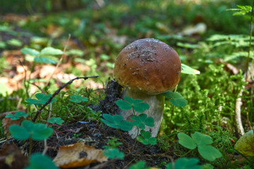 one brown mushroom, Lurid Bolete, in the woods.