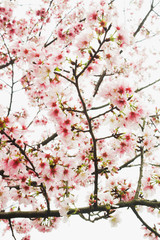 Closeup of Group little white sakura in the garden