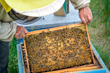 The beekeeper looks at the bee family. Frame with working bees and larvae of bees.