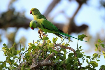 Verliebte Halsbandsittiche 5