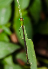 Macro Green Dragonfly on a grass on the green leaf