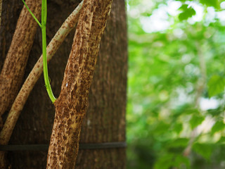 Dry brown spotted bark tree trunk with new green branch sprouting growing, black rope tied, with blurred green bush park forest background on the right