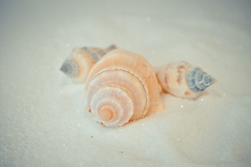 a set of several different shells on a white sand