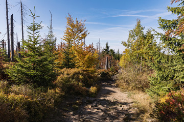 Fototapeta na wymiar Path to the summit of Luzny, beautiful autumn sunny day. Lusen mountain Bayerischer Wald nationalpark. Mountain Lusen in the bavarian forest, Germany