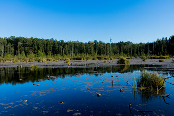 Obraz premium wild backwaters with autumn grass clumps, and blue cloudless sky