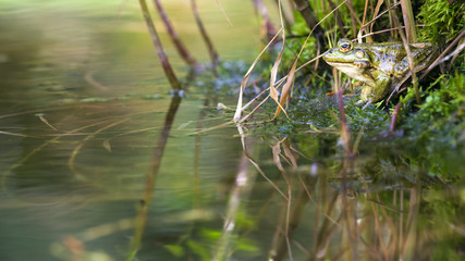 Teichfrosch am Ufer