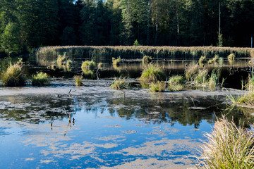 wild backwaters with autumn grass clumps, wooden bridge and blue cloudless sky