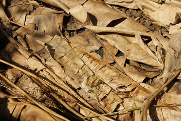 texture nature abstract