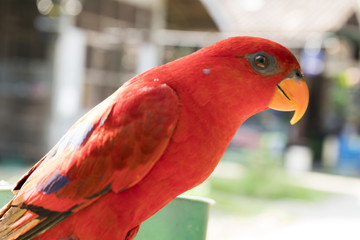 bird market indonesia yogyakarta